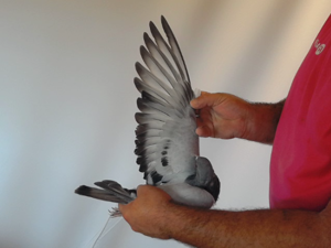 Pigeon image