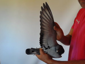 Pigeon image