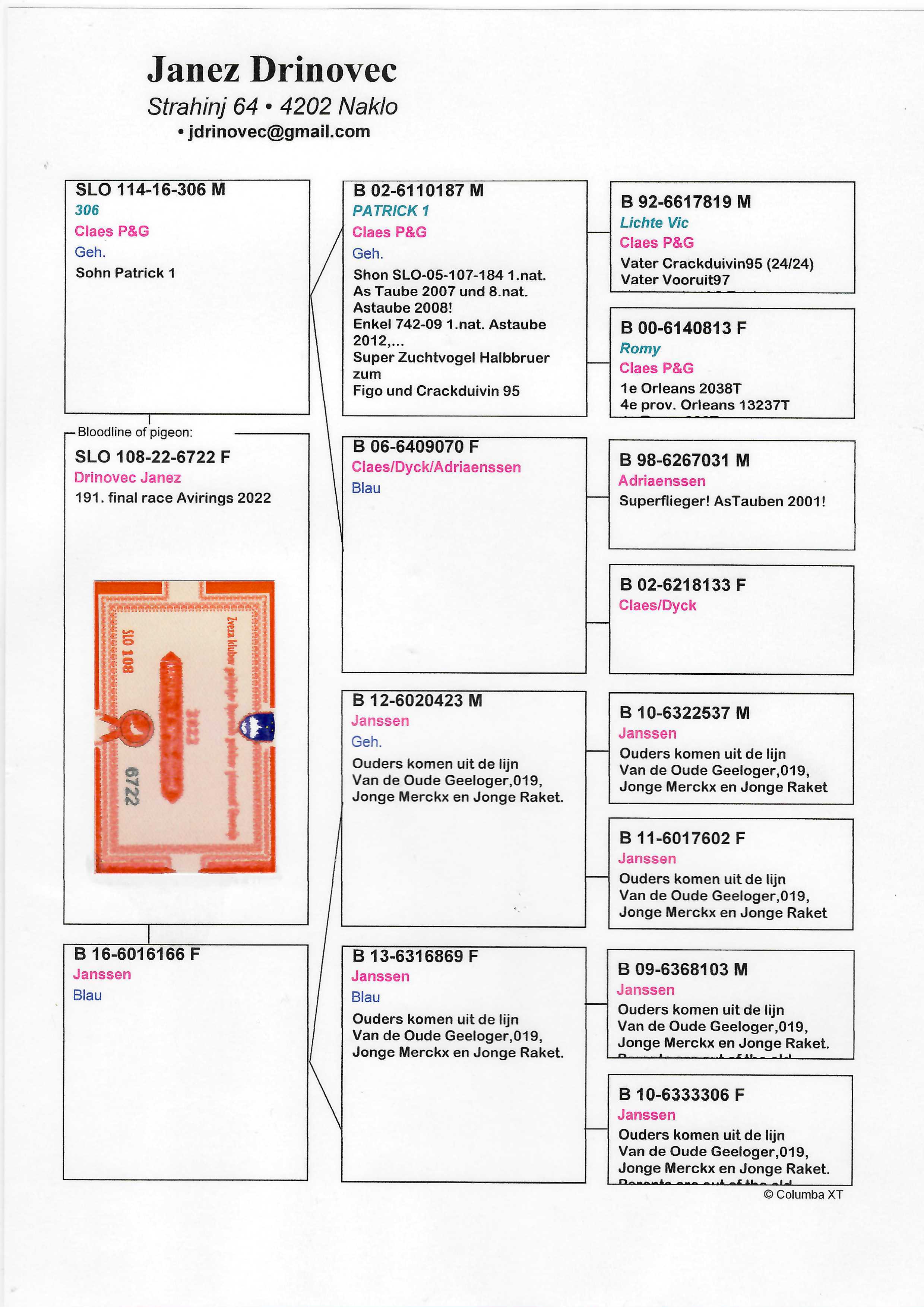 Pigeon pedigree image