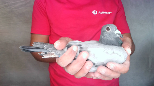 Pigeon image