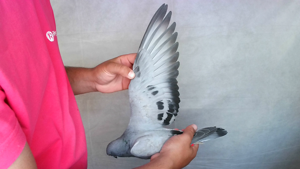 Pigeon image