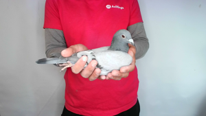 Pigeon image