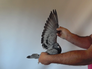 Pigeon image