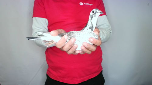 Pigeon image