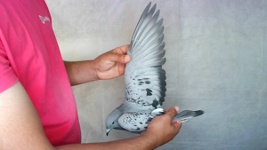 Pigeon image