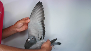 Pigeon image