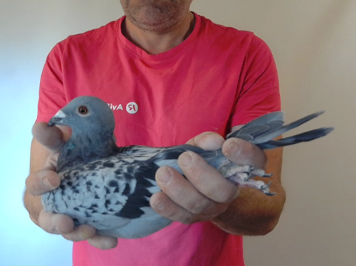 Pigeon image