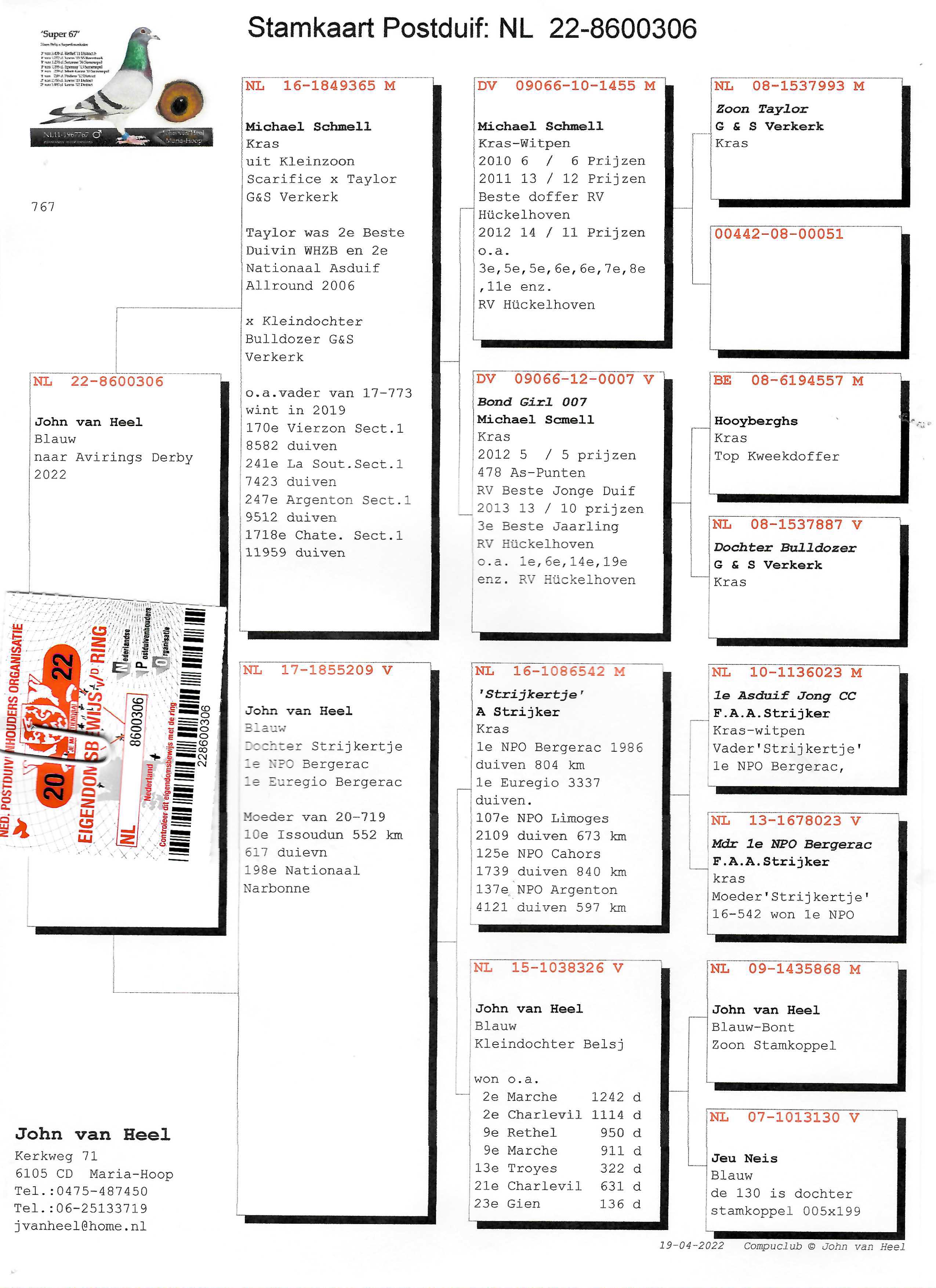 Pigeon pedigree image