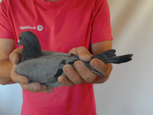 Pigeon image