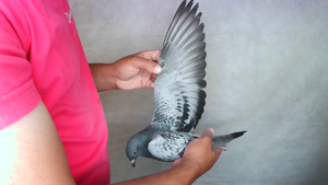 Pigeon image