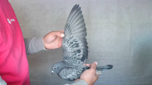 Pigeon image