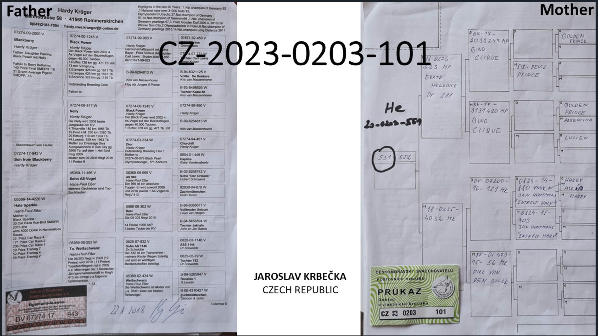 Pigeon pedigree image