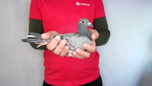 Pigeon image