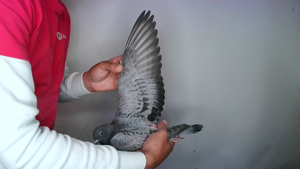 Pigeon image