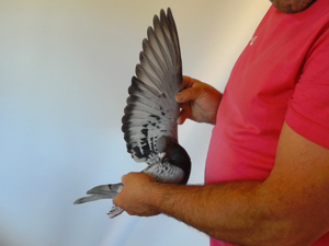 Pigeon image