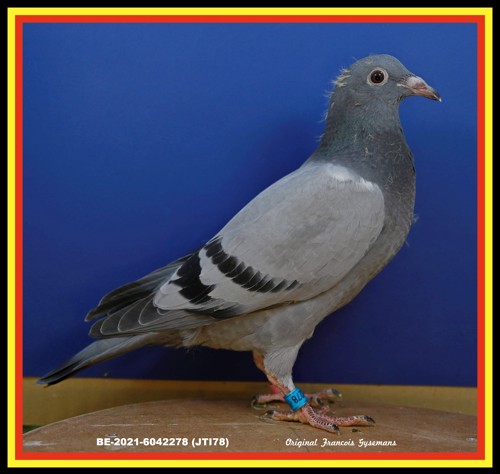 Pigeon image