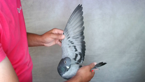 Pigeon image
