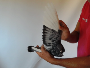 Pigeon image