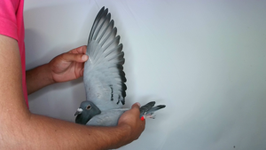 Pigeon image
