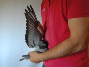 Pigeon image
