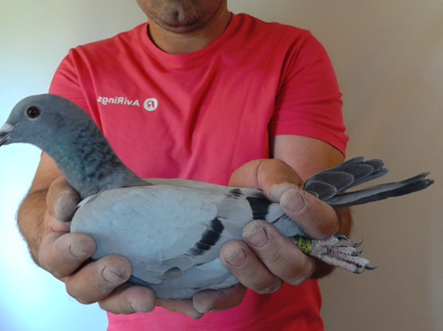 Pigeon image