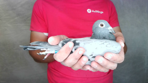 Pigeon image