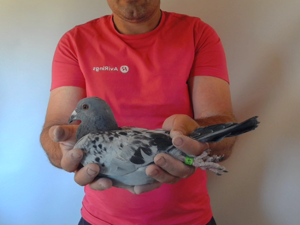 Pigeon image
