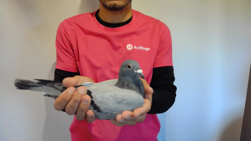 Pigeon image