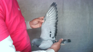 Pigeon image