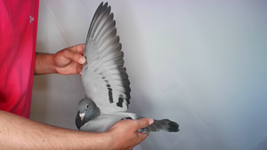 Pigeon image