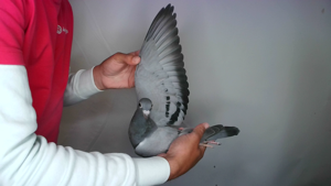 Pigeon image