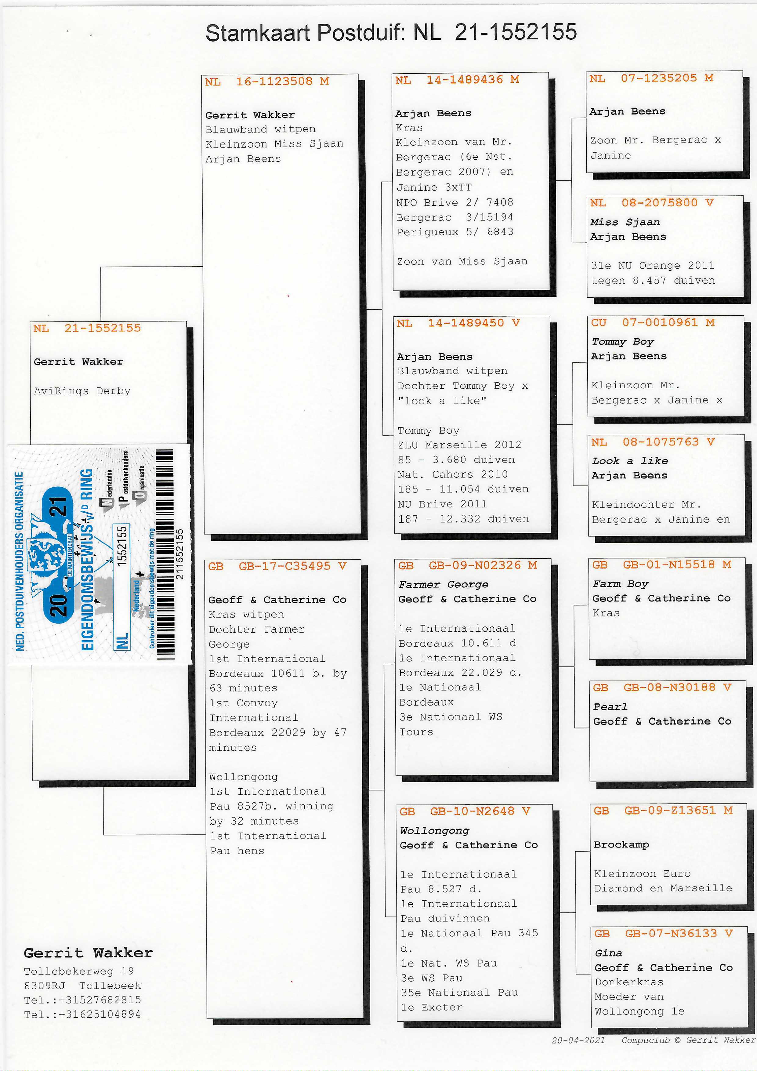 Pigeon pedigree image