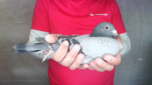 Pigeon image