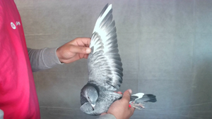 Pigeon image