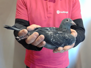 Pigeon image