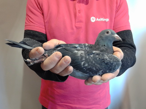 Pigeon image