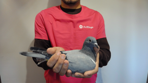 Pigeon image