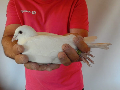 Pigeon image