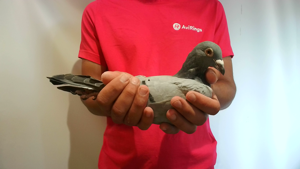 Pigeon image