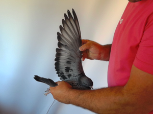 Pigeon image