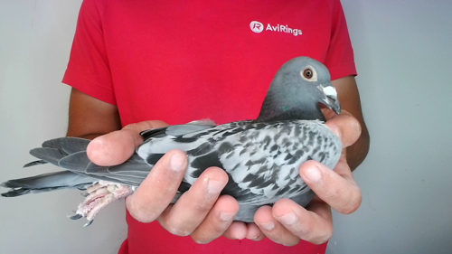 Pigeon image
