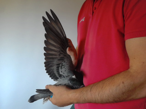 Pigeon image