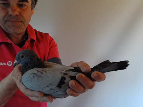 Pigeon image
