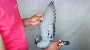 Pigeon image