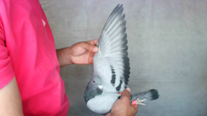 Pigeon image
