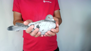 Pigeon image