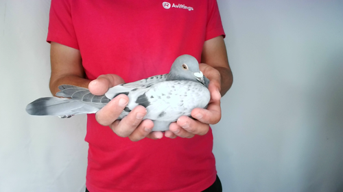 Pigeon image