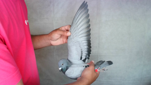 Pigeon image