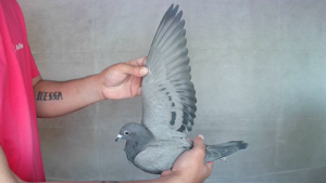 Pigeon image