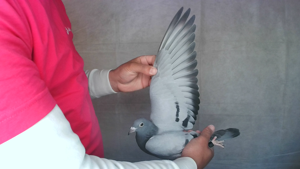 Pigeon image